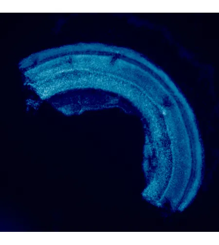 MAGUS Lum D460L fluorestsents-digitaalne mikroskoop