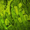 MAGUS Lum D460L LCD fluorestsents-digitaalne mikroskoop