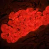 MAGUS Lum D460L LCD fluorestsents-digitaalne mikroskoop