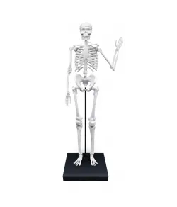 Buki Skeleton 85 cm