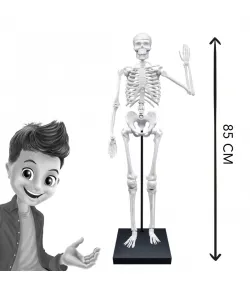 Buki Skeleton 85 cm