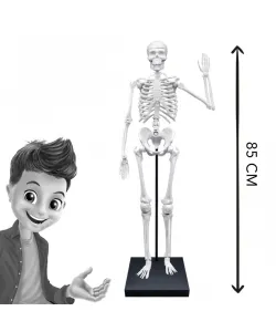 Buki Skelett 85 cm