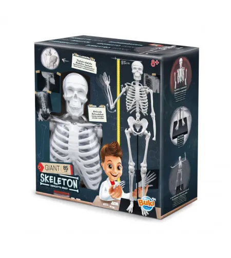 Buki Skelett 85 cm
