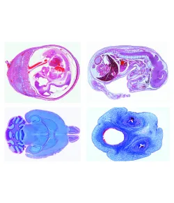 LIEDER Koduloomade histoloogia veterinaarmeditsiinis II osa, 24 slaidi