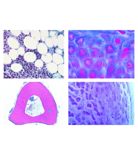 LIEDER Histology of domestic animals for veterinary medicine part I, 24 slides