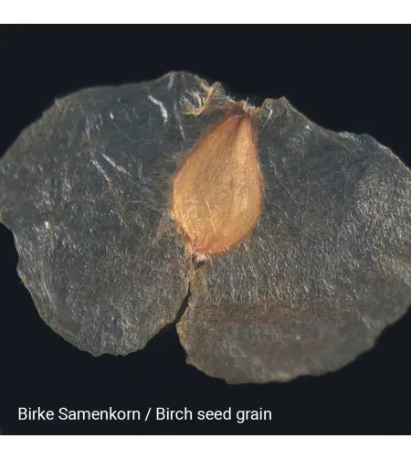 Stereomikroskoop Biolux ICD 20x BRESSER