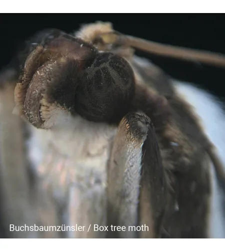 Stereomikroskoop Biolux ICD 20x BRESSER