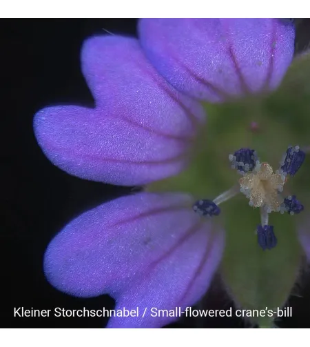 Stereomikroskoop Biolux ICD 20x BRESSER