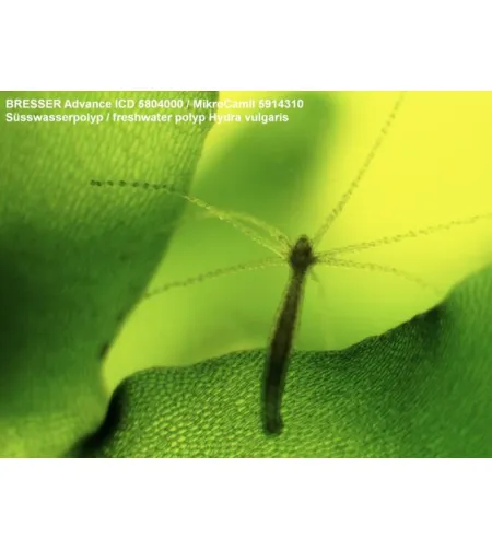 Стереомикроскоп Bresser Advance ICD 10X-160X Zoom