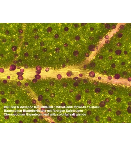 Стереомикроскоп Bresser Advance ICD 10X-160X Zoom