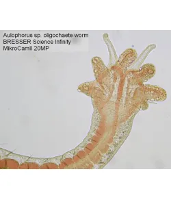 Mikroskoobi kaamera Bresser MikroCam II 20 MP 1''