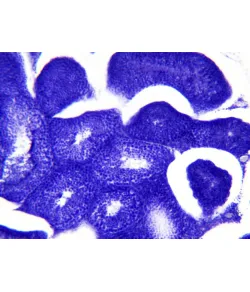 Bresser Prepared Slides: Histology