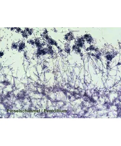 Valmistatud slaidid 100 tk. Kast BRESSER