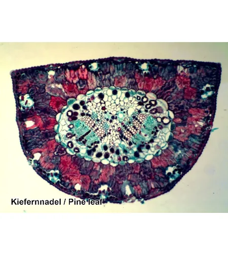 Valmistatud slaidid 100 tk. Kast BRESSER