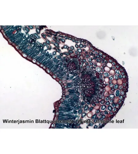 Valmistatud slaidid 100 tk. Kast BRESSER