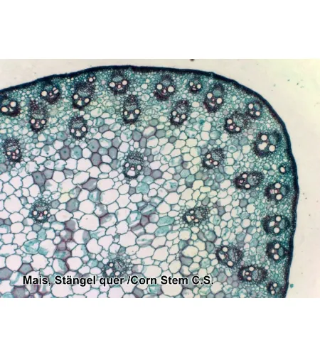 Valmistatud slaidid 100 tk. Kast BRESSER