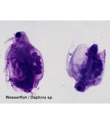 Valmistatud slaidid 100 tk. Kast BRESSER