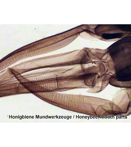 Valmistatud slaidid 100 tk. Kast BRESSER