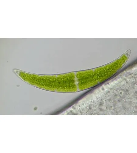 BRESSER Researcher Trino 40-1000x Microscope