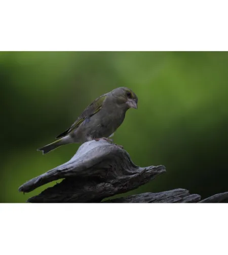 Апохроматический рефракторный телескоп Pro APO AP 72/432 ED OTA Omegon