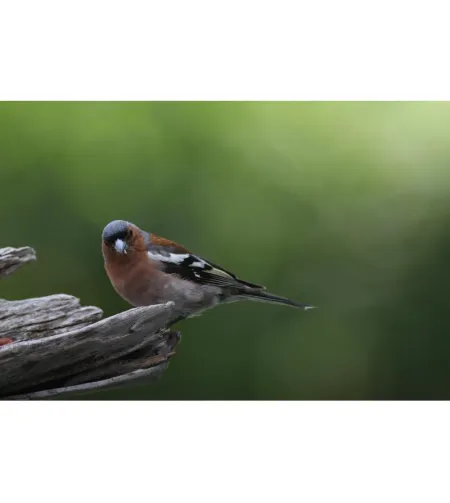 Апохроматический рефракторный телескоп Pro APO AP 72/432 ED OTA Omegon