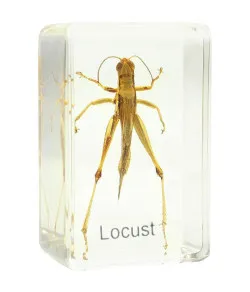 Valmistatud slaid - rohutirts Omegon