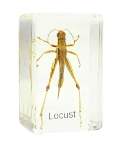 Valmistatud slaid - rohutirts Omegon