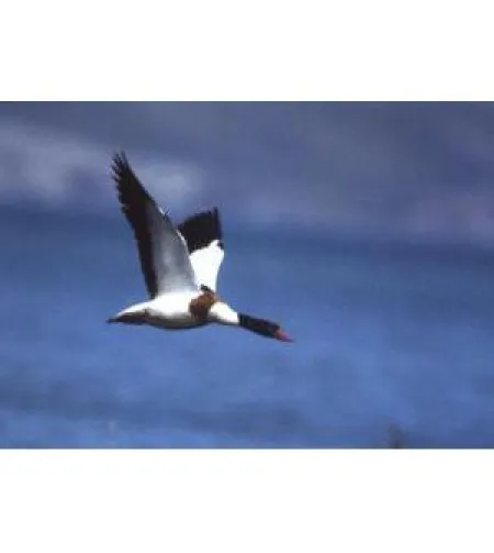 Omegon Blackstar 8x42 binoklid