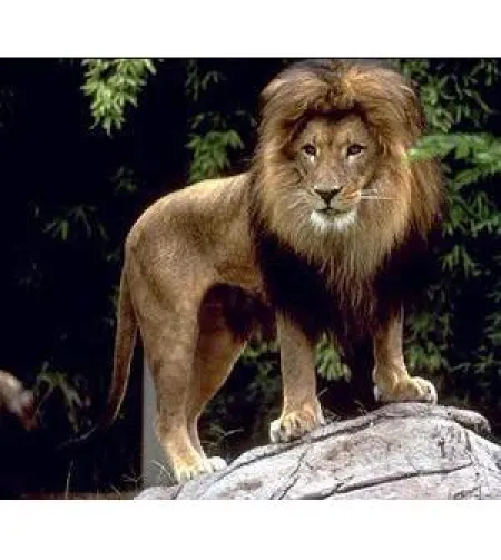 Omegon Blackstar 8x42 binoklid