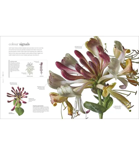 Flora: Inside the Secret World of Plants