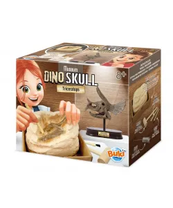 Dinosauruse kolju – Triceratops, Buki