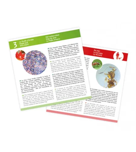 Mikroskoobi slaidid, Buki