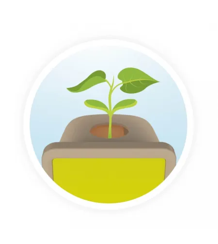 Buki Väikesed võrsed - 100% valmistatud Prantsusmaal