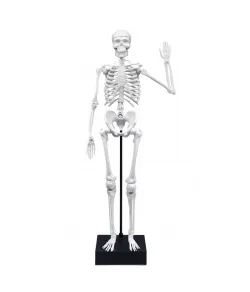 Skeleton 45 cm, Buki