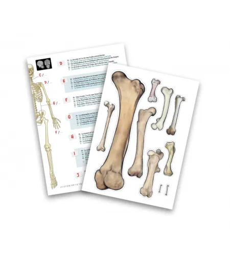 Скелет 45 см, Buki