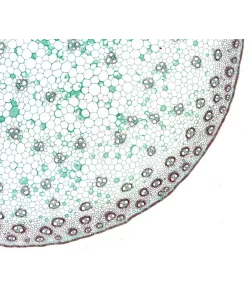 BRESSERi ettevalmistatud slaidid kõrge kvaliteediga 10 tk komplekt