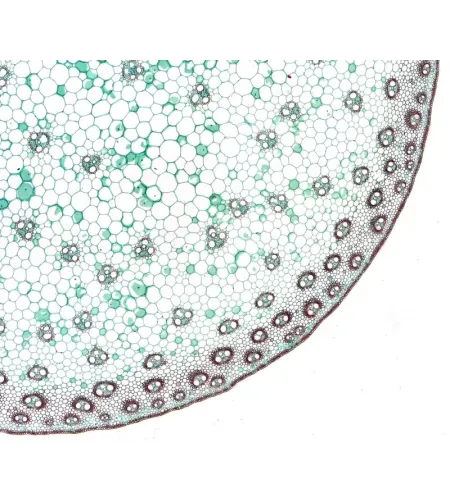 BRESSERi ettevalmistatud slaidid kõrge kvaliteediga 10 tk komplekt