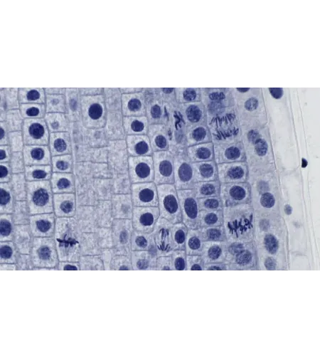 BRESSERi ettevalmistatud slaidid kõrge kvaliteediga 10 tk komplekt